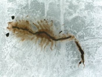 Media type: image; Invertebrate Zoology 58898